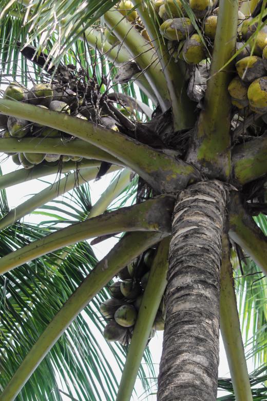 Free stock image of Coconuts on the Tree created by nl photography