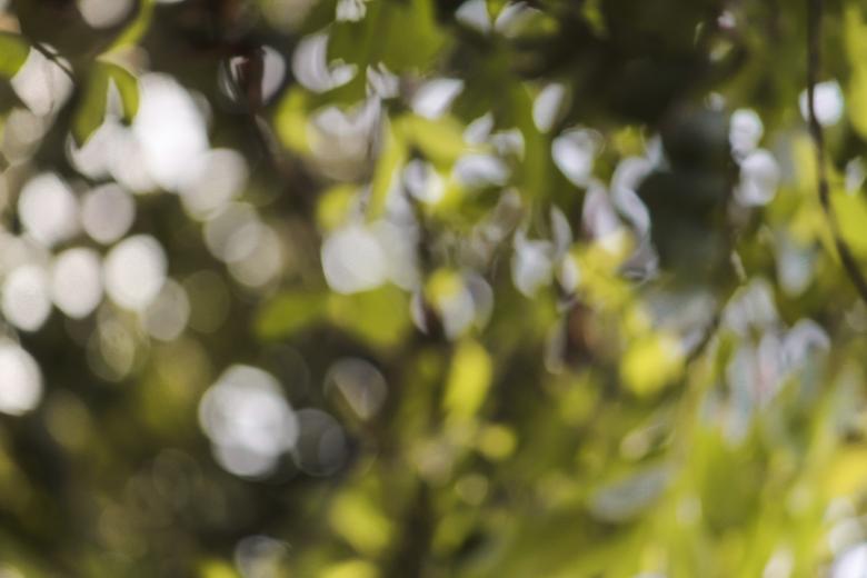 Free stock image of Green and yellow light bokeh photos  created by nl photography