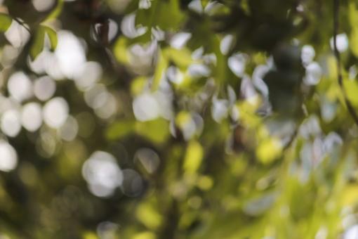 Green and yellow light bokeh photos  - Free Stock Photo
