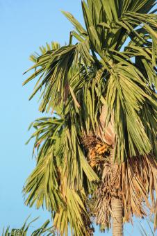 areca nut tree - Free Stock Photo