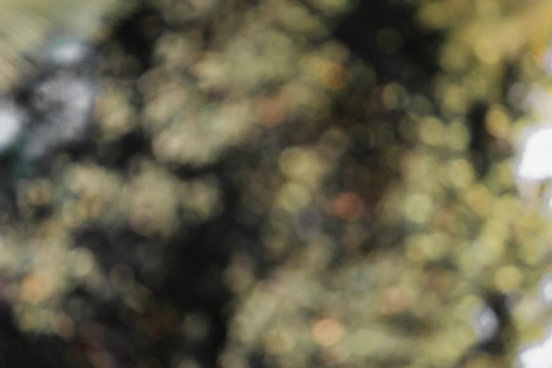 Free stock image of nature background bokeh created by nl photography