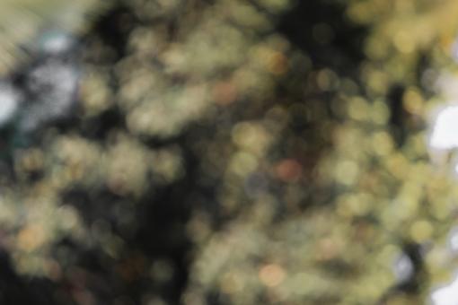 nature background bokeh - Free Stock Photo