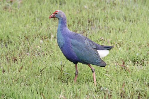 Free Stock Photo of Purple Swamphen