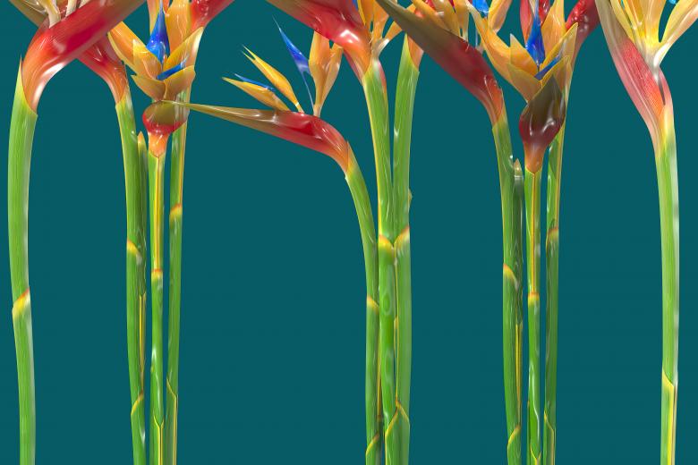 Free stock image of Glossy style beautiful flowers created by John Leaver