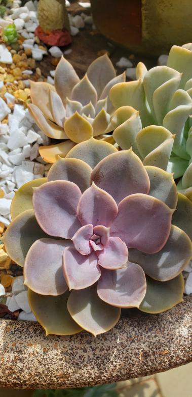 Free stock image of Suculenta lilás created by Sabrina Koroll Ferreira