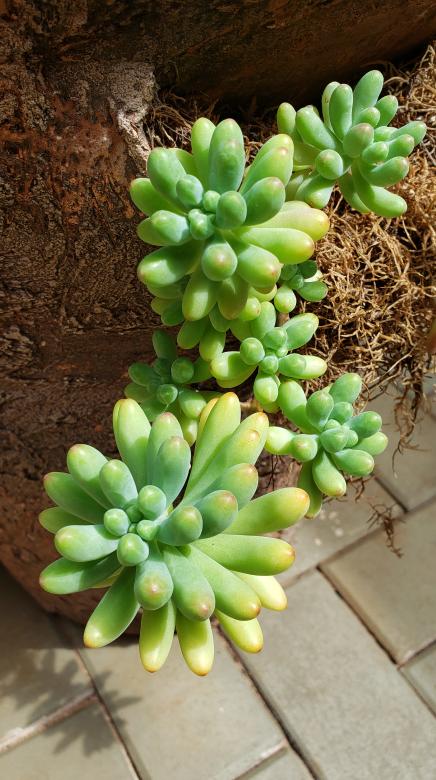 Free stock image of Cacho de suculenta created by Sabrina Koroll Ferreira