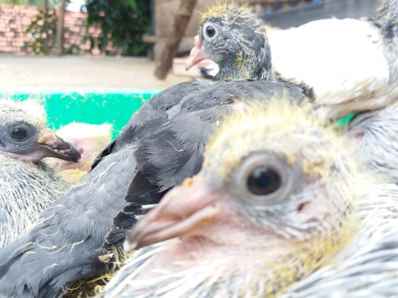 Free stock image of Pigeon Chicks created by Infinity Focus