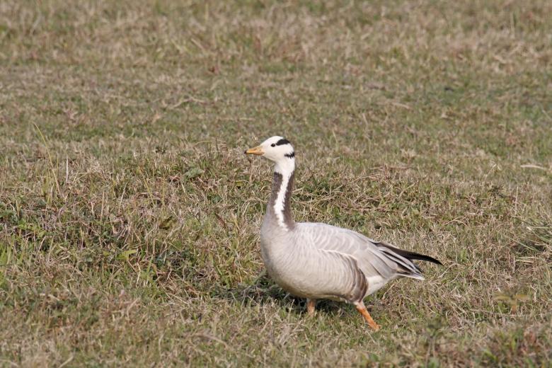 Free stock image of Bar headed goose created by sylvester alphonso