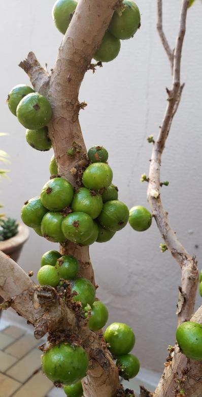 Free stock image of JABUTICABAS VERDES created by Sabrina Koroll Ferreira