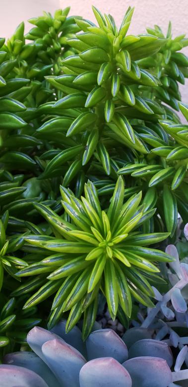 Free stock image of Succulent plant created by Sabrina Koroll Ferreira