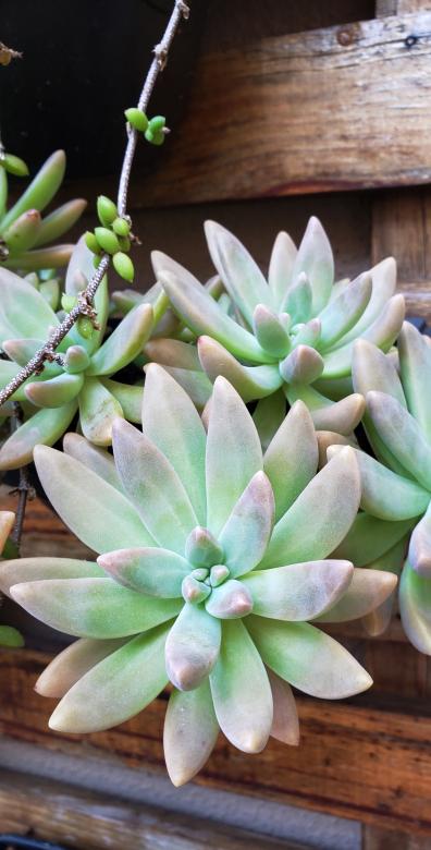 Free stock image of SUCULENTA created by Sabrina Koroll Ferreira
