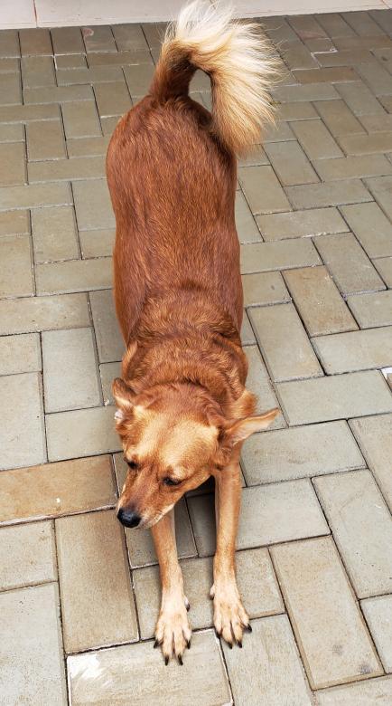 Free stock image of Dog stretching created by Sabrina Koroll Ferreira