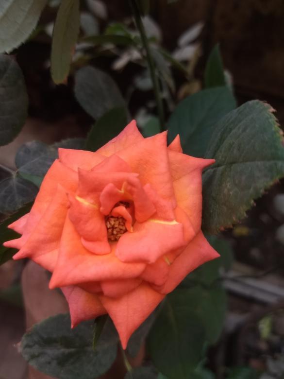 Free stock image of Rose  created by Danny Lawrance Nadar