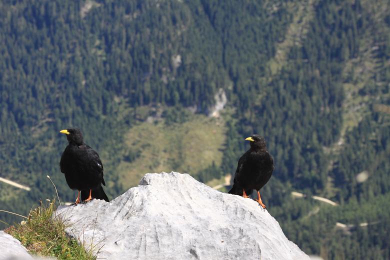 Free stock image of CROWS PERCHED ON THE ROCK AND LOOKING AT THE ROOM created by Timofte Alexia