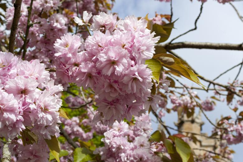 Free stock image of Pink cherry blossoms created by Julie W