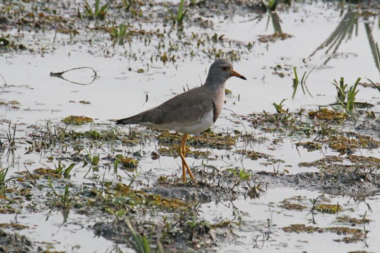 Free stock image of Red wattled lapwing  female created by sylvester alphonso