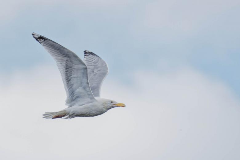 Free stock image of Seagull created by Geoffrey Whiteway