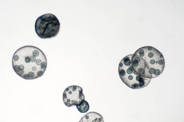 Free stock image of Volvox created by Geoffrey Whiteway