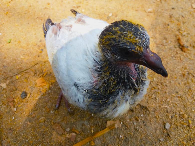 Free stock image of Pigeon chick created by Infinity Focus