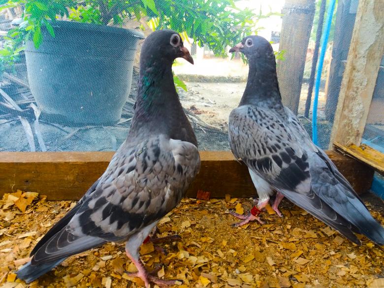 Free stock image of racing pigeon created by Infinity Focus