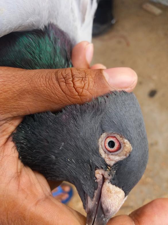 Free stock image of Racing Homer Pigeon Eye created by Infinity Focus