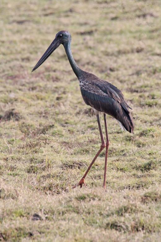 Free stock image of Black neck Stork (Juvenile) created by sylvester alphonso