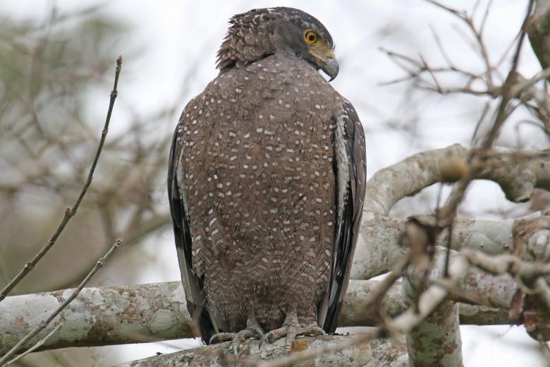 Free stock image of Crested serpent eagle created by sylvester alphonso