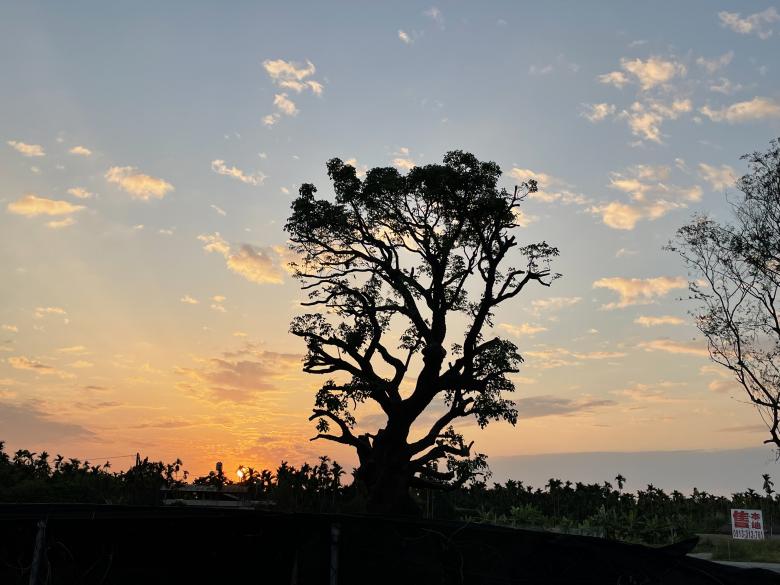Free stock image of Tree glowed in the sunset created by SunnieWang