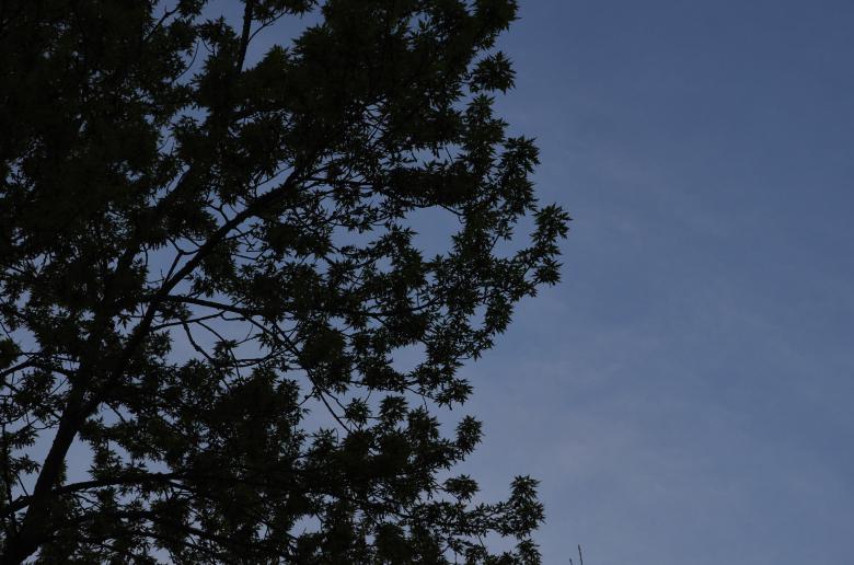 Free stock image of Dark Tree Background created by Secret Agency