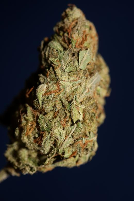 Free stock image of Weed bud close up botanical created by BakalaeroZz Photography