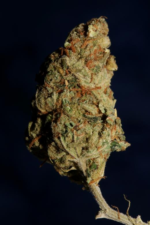 Free stock image of Marijuana bud close up  created by BakalaeroZz Photography