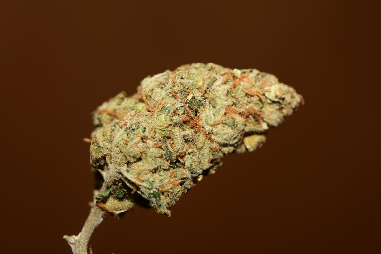 Free stock image of Marijuana bud close up  created by BakalaeroZz Photography