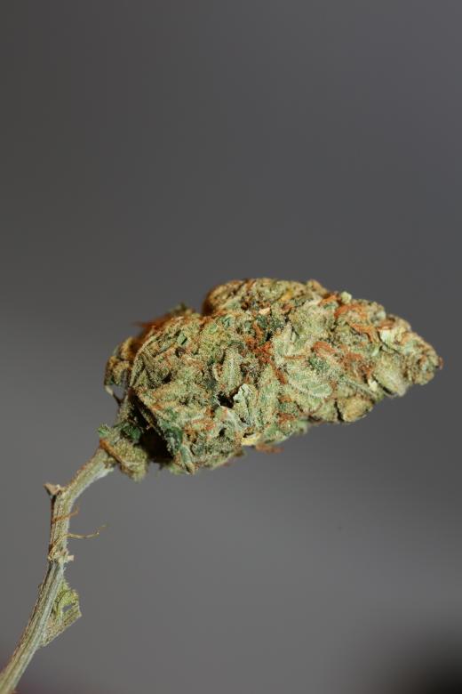 Free stock image of Cannabis bud close up botanical  created by BakalaeroZz Photography