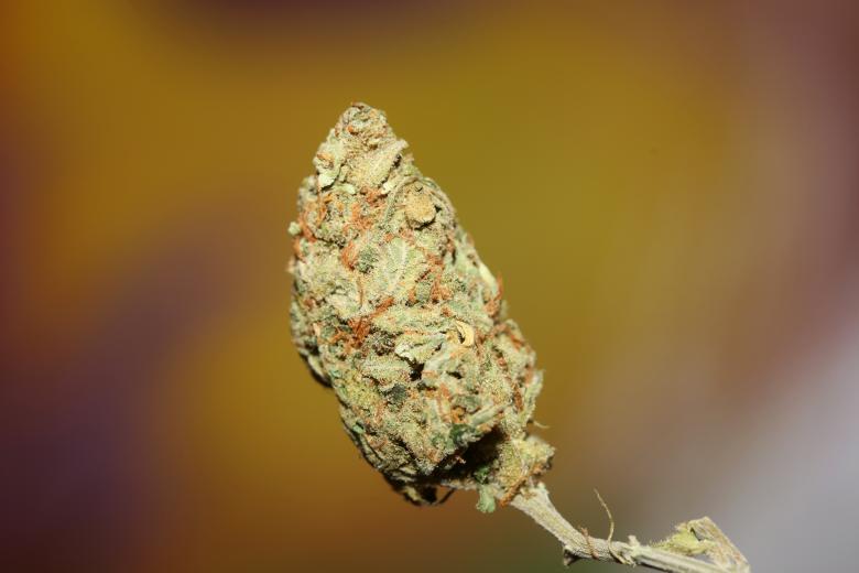 Free stock image of Marijuana bud close up created by BakalaeroZz Photography
