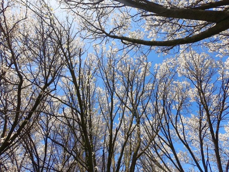 Free stock image of White Spring Tree Buds created by Mq Best Visual Arts