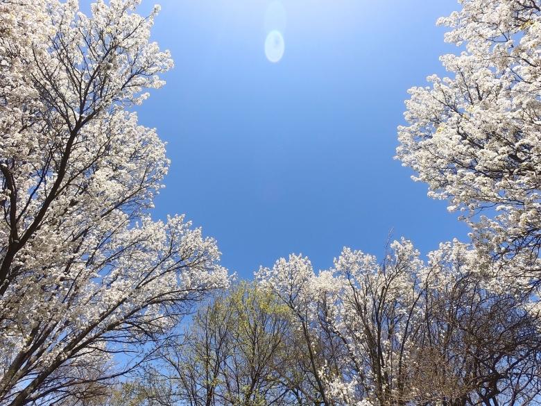 Free stock image of White Trees created by Mq Best Visual Arts