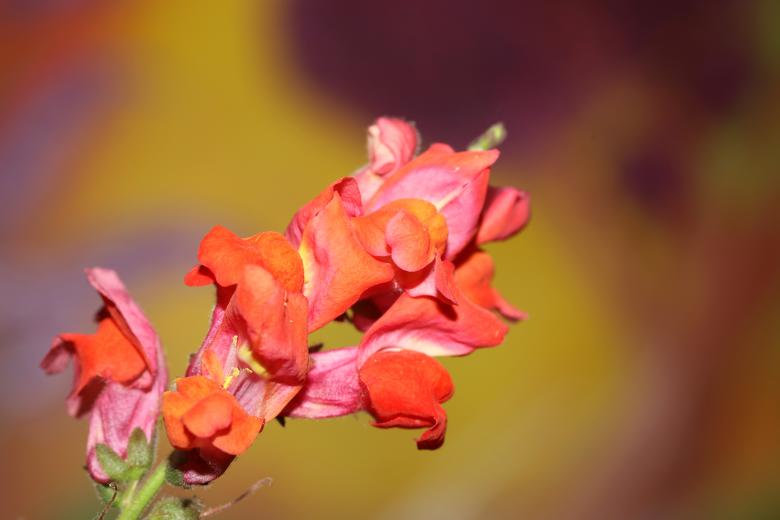 Free stock image of Red flower blossom close up botanical background created by BakalaeroZz Photography