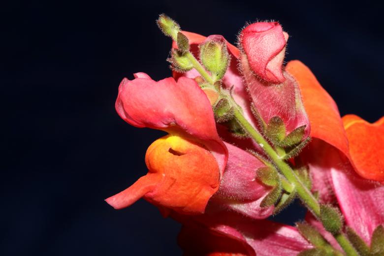 Free stock image of Red flower blossom close up botanical background  created by BakalaeroZz Photography