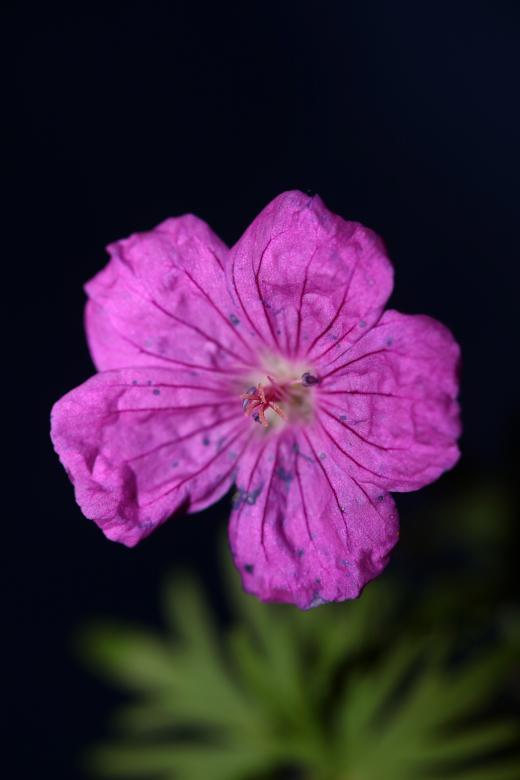 Free stock image of Purple flower blossoming close up  created by BakalaeroZz Photography