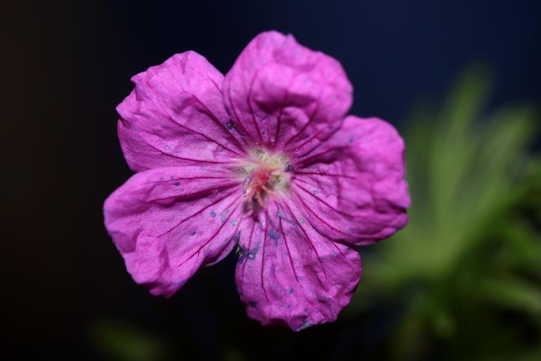 Free stock image of Purple flower blossoming close up  created by BakalaeroZz Photography