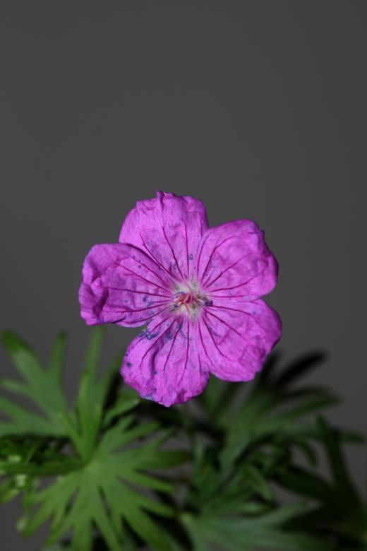 Free stock image of Purple flower blossoming close up created by BakalaeroZz Photography