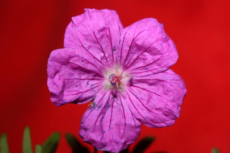 Free stock image of Purple flower blossoming close up  created by BakalaeroZz Photography