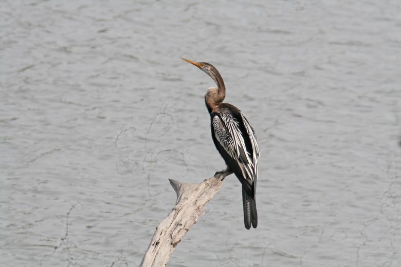 Free stock image of Darter created by sylvester alphonso