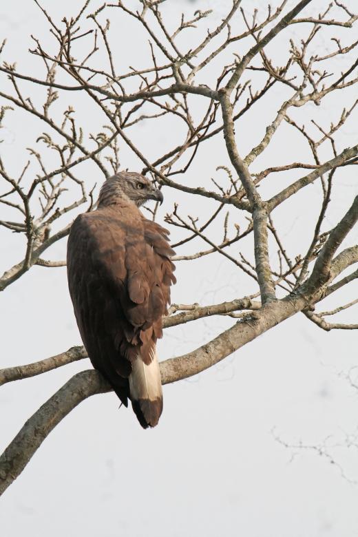 Free stock image of Grey headed fish eagle created by sylvester alphonso