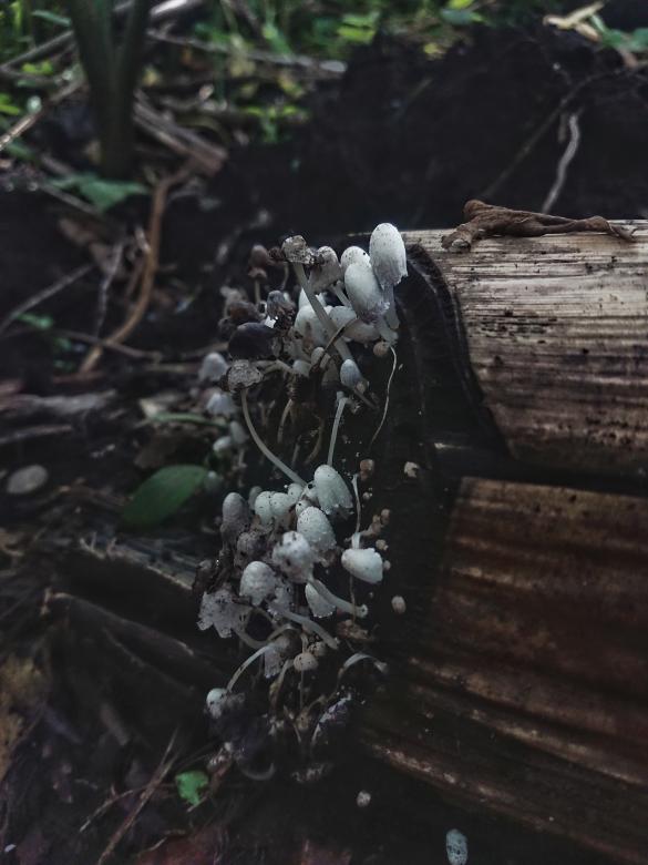 Free stock image of mushrooms in the jungle  created by tupac doenx