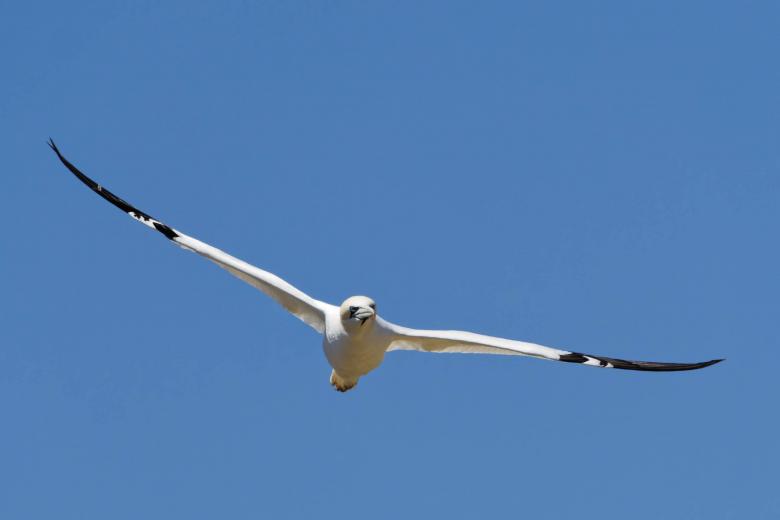 Free stock image of  Northern Gannet created by Geoffrey Whiteway