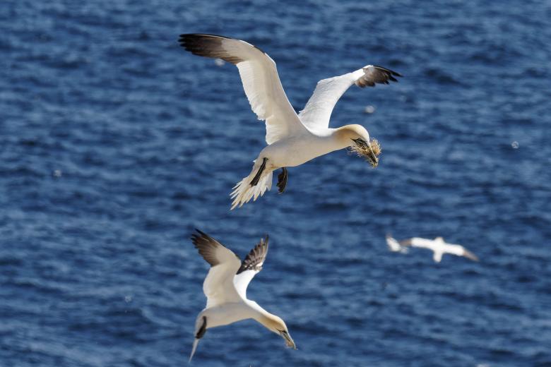Free stock image of  Northern Gannet created by Geoffrey Whiteway
