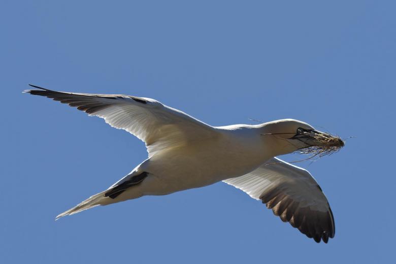 Free stock image of  Northern Gannet created by Geoffrey Whiteway