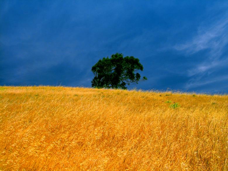 Free stock image of Lone tree created by Oleg  Ы