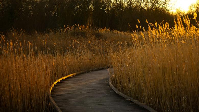 Free stock image of A wheat field at sunset created by Dreamlandscape